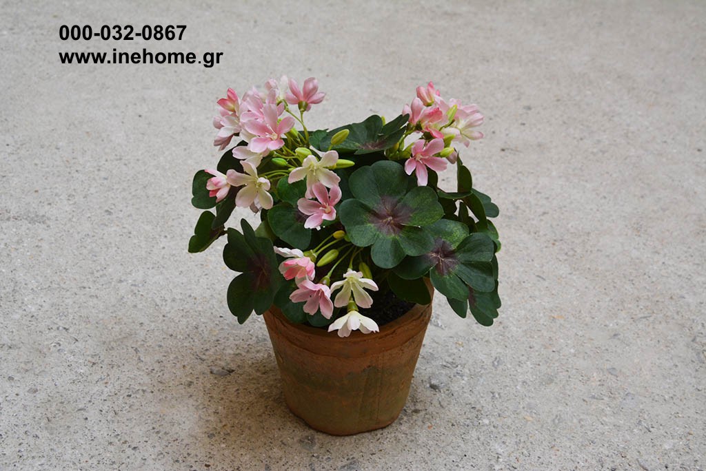 OXALIS 25CM PINK IN POT 11CM