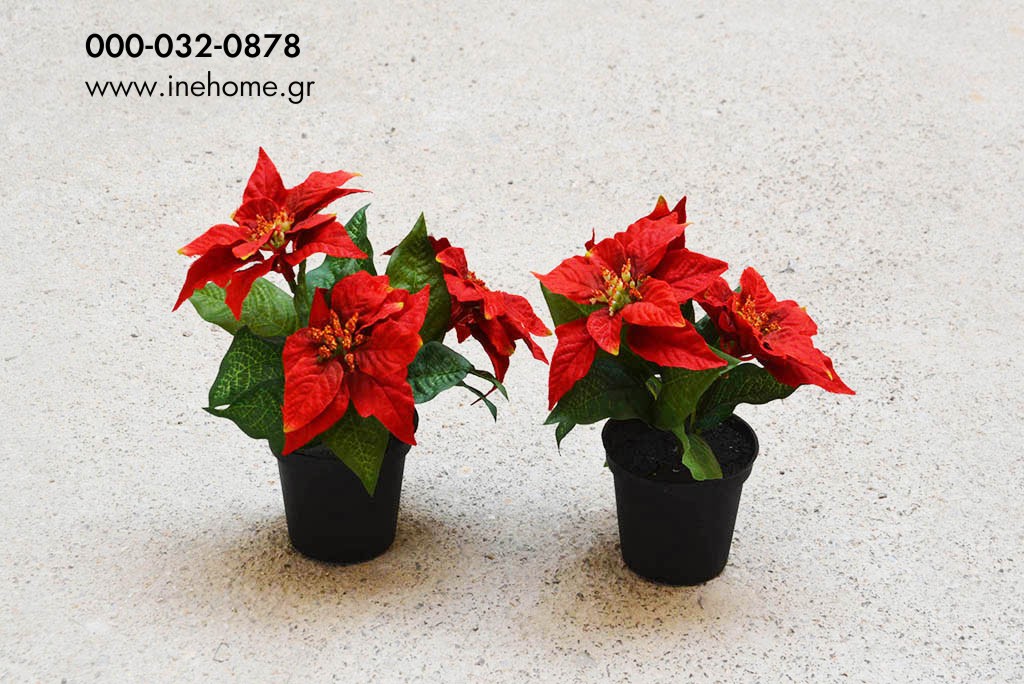 POINSETTIA RED IN POT 18CM