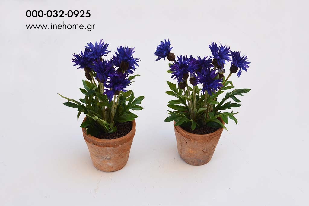 CORN FLOWER BLUE IN ANTIQUE POT 24CM