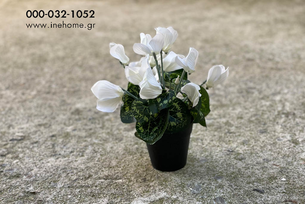 CYCLAMEN IN POT WHITE 25CM