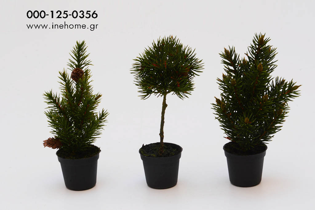 PINE ASS3 POTS 21CM