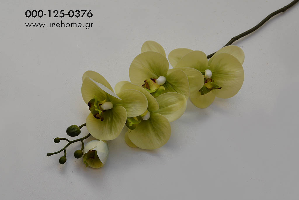 PHALAENOPSIS 60CM GREEN