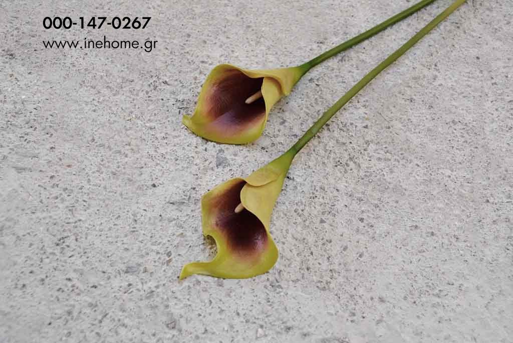 ZANTEDESCHIA BURGUNDY/YELLOW SMALL 42 CM