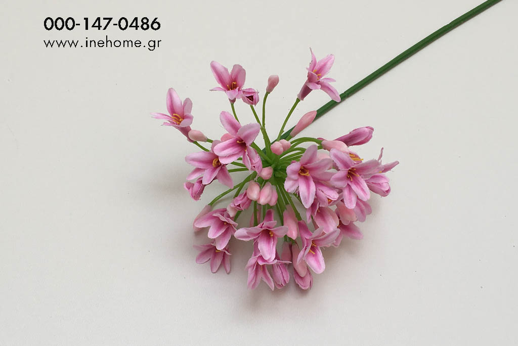 AGAPANTHUS PINK 75CM