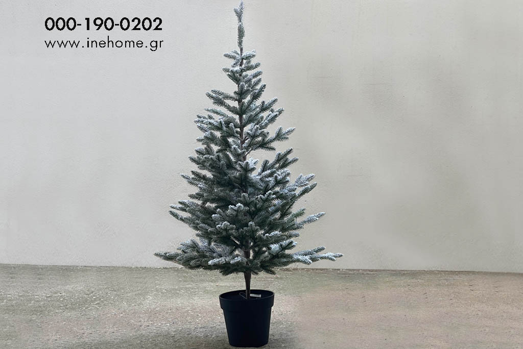 FIR IN POT 55-100CM