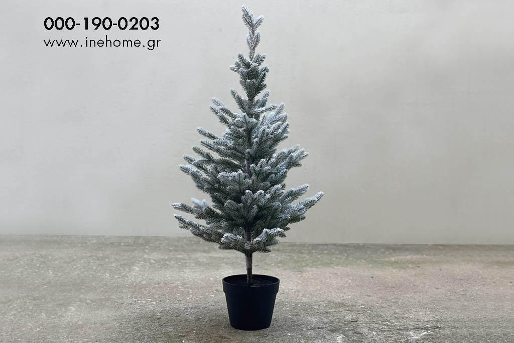 FIR IN POT 60-120CM